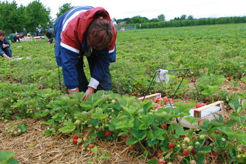 Erntehelferin auf einem Erdbeerfeld.&nbsp;