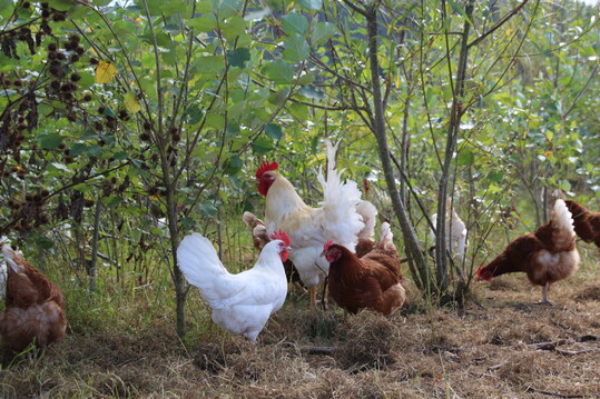 Bislang regelt die neue GAPDZV nur, dass Agroforstsysteme auf Ackerland, in Dauerkulturen oder auf Dauergr�nland als landwirtschaftliche Fl�che gelten. Unklar bleibt, was beispielsweise f�r die Legehennenhaltung in Agroforstsystemen gilt.