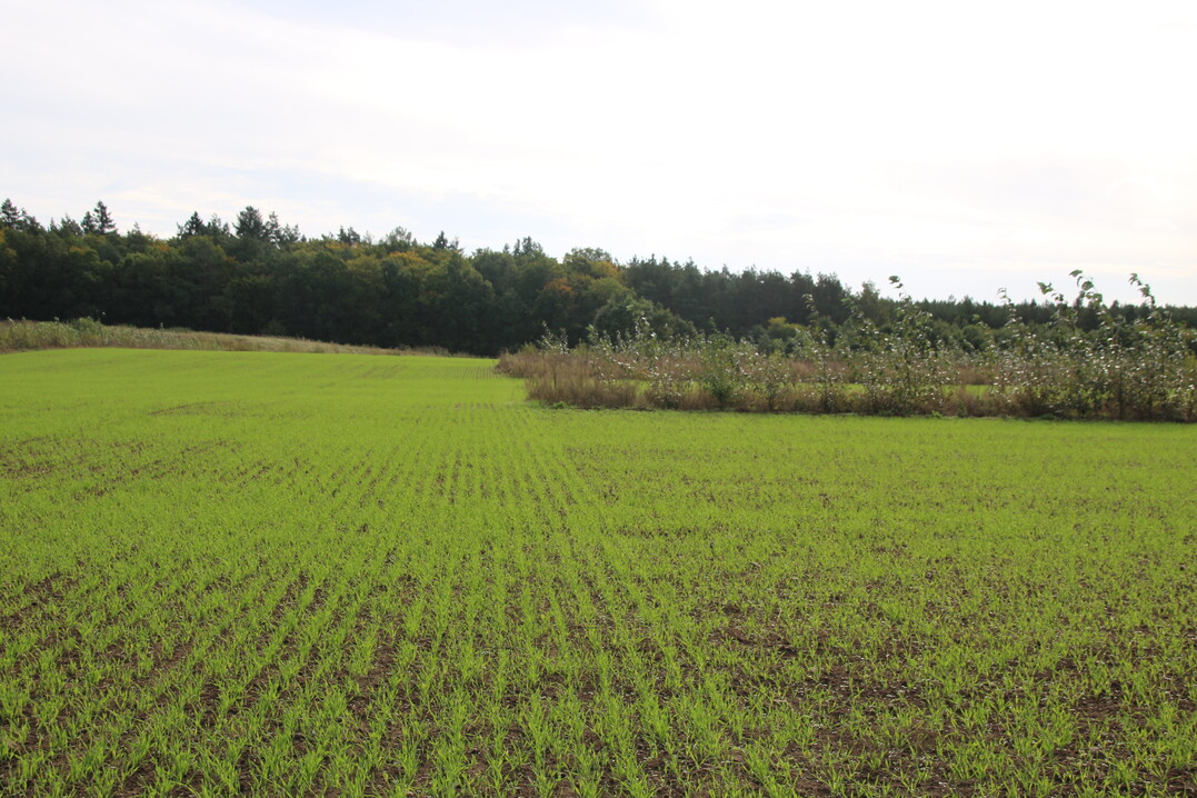 Baumreihen  haben auch viele positive Effekte auf die Kulturpflanze.