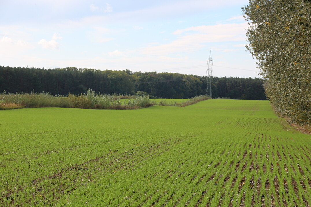 Ein vergleichsweise simples System: Agroforststreifen, die einen 30 ha großen Acker vor Wind schützen sollen.