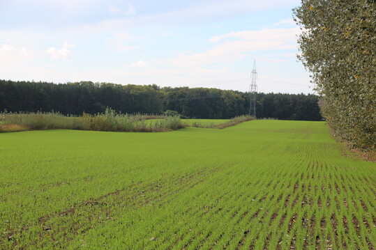 Ein vergleichsweise simples System: Agroforststreifen, die einen 30 ha großen Acker vor Wind schützen sollen.