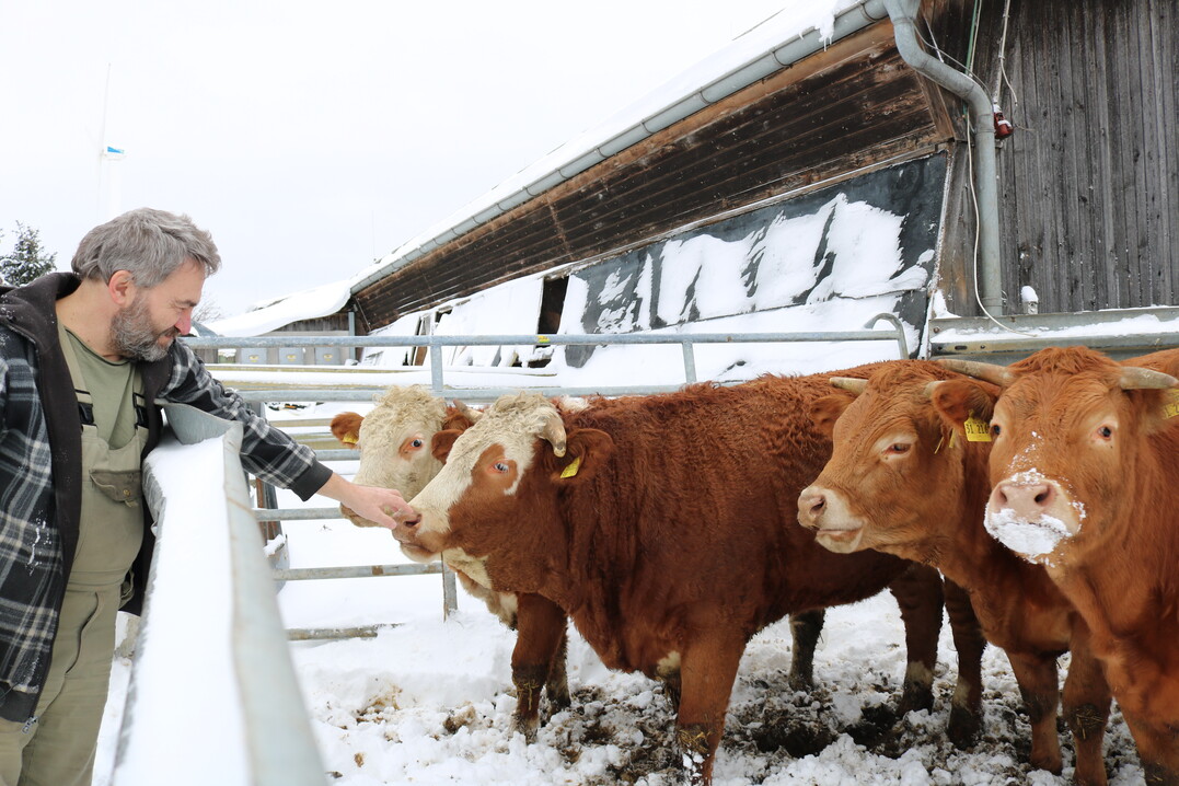 Der Mist aus der ganzj�hrigen Stallhaltung der Mastf�rsen macht einen gro�en Anteil des Substrates aus. 