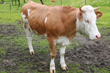 Das Virus scheint eine weite Verbreitung zu haben und konnte in mehreren Viehbeständen in Nord- und Süddeutschland nachgewiesen werden.