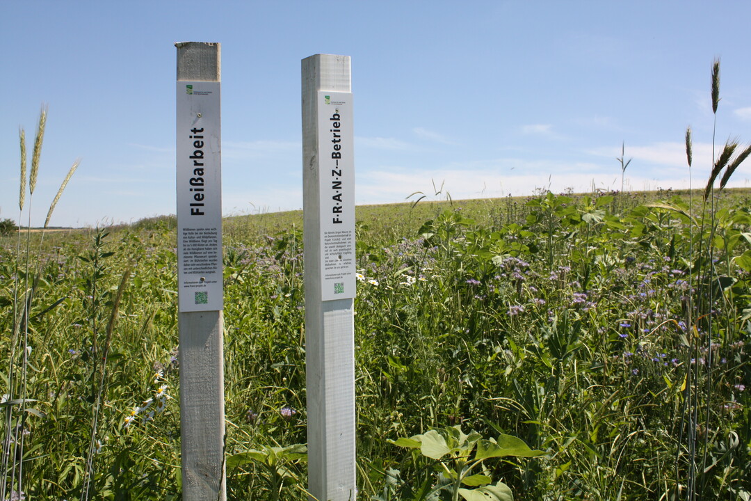 Fototermin f�r die Bl�hstreifenbrache. Sogenannte Lockst�be informieren �ber den F.R.A.N.Z.-Betrieb Mauer in Hohenlohe und seine Ma�nahme zur Artenf�rderung.