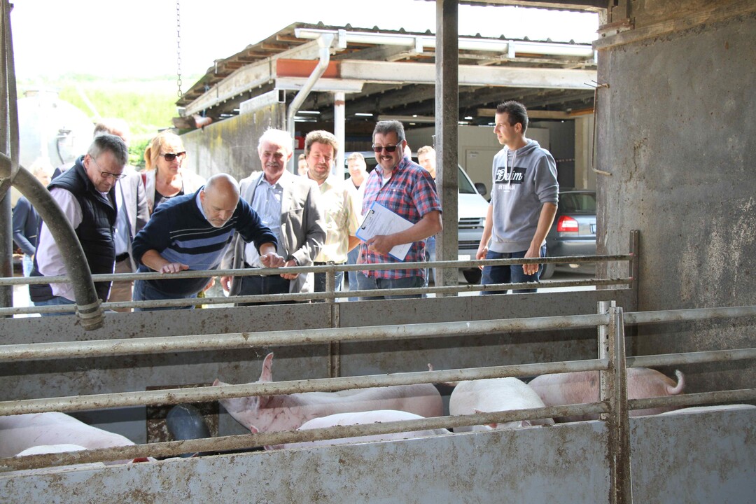 Die Mastscheinehaltung bleibt vorerst konventionell. Trotz hohem Tierkomfort und Tierwohl ist der Umbau auf �koschweinehaltung nicht rentabel.