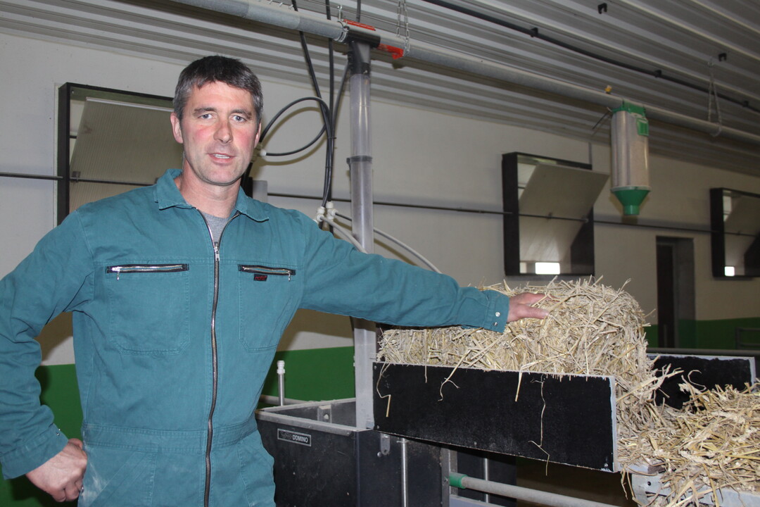 Die Schweine bekommen als Raufuttergabe jeden Tag frisches Langstroh. Volker Baumann und seine Partner kalkulieren mit einem Strohbedarf von zirka 50 Gramm pro Tier und Tag.