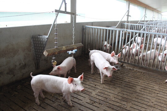 Die jeweils letzte Au�enwand der �berdachten Ausl�ufe entlang den beiden Stallgeb�uden besteht aus einem Windschutznetz. Dadurch sind die Schweine vor Zugluft gesch�tzt und kommen trotzdem mit dem Au�enklima in Kontakt. Die B�den sind perforiert, der Bereich darunter komplett unterkellert. Die G�lle wird mit Schrappern aus dem Stall gezogen. In den Auslaufbuchten haben die Landwirte Spielzeug zur Besch�ftigung aufgeh�ngt.