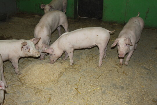 Die Buchtenfl�che im Innenbereich ist nicht perforiert, sondern besteht aus einer betonierten Festfl�che. Hier erhalten die Schweine ihr Futter, Wasser, Raufutter sowie gemahlenes Getreide aus den �ber den Abteilen installierten Volumendosierern.