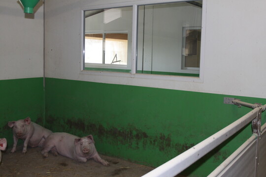 Der im Eingangsbereich des Geb�ude integrierte Besucherraum � hier von einem der Mastabteile ausgesehen � erm�glicht Besuchern einen Blick in den Stall. Sie k�nnen sehen, wie sich die Schweine in ihrem Alltag verhalten und wie es ihnen in den auf ihre Bed�rfnisse zugeschnittenen Buchten geht. 