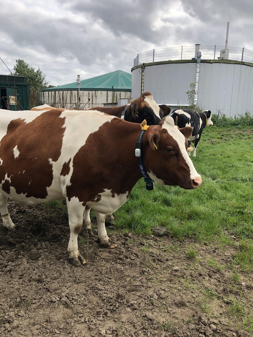 Pedometer helfen jetzt auch bei der Lahmheitserkennung, und das sowohl im Stall als auch auf der Weide.