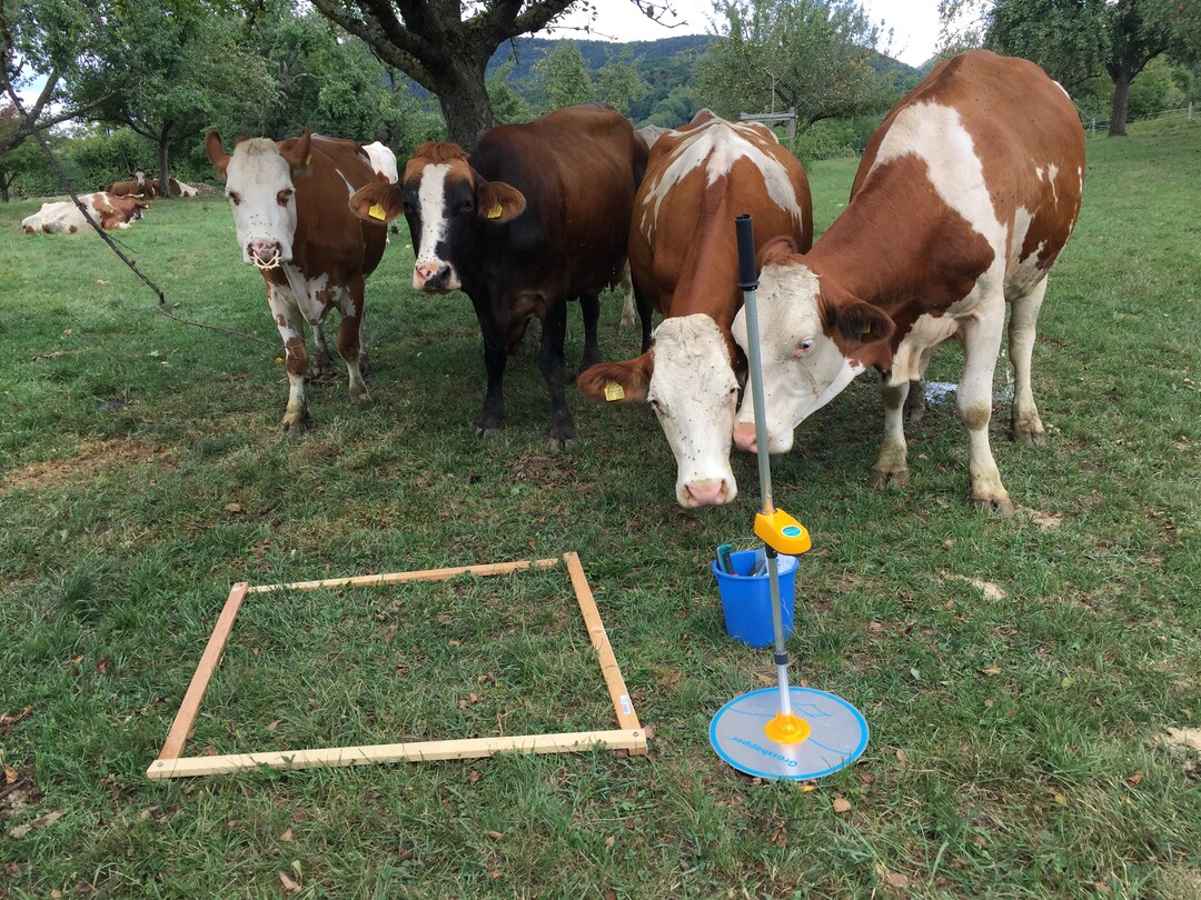 K�he beschnuppern neugierig den Grasshopper-Aufwuchsmesser, der die verf�gbare Biomasse auf der Weide sch�tzen kann.