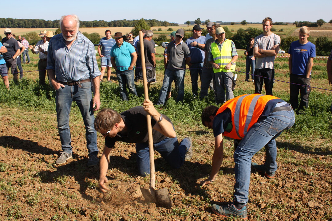 Zuviel Luzernepflanzen blieben stehen, weil Flachgrubber und Scheibenegge auf dem extrem trockenen Boden teilweise ausgehebelt wurden und zu flach arbeiteten. 