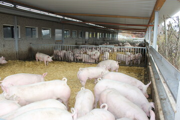 Ab 1. M�rz f�rdert der Bund den Umbau von Schweinest�llen hin zu mehr Tierwohl. Laufende Mehrkosten werden ab April bezuschusst.