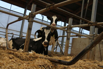 Diverse Kontrollbereiche und Indikatoren geben Auskunft �ber das Tierwohl bei Milchvieh.
