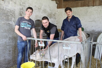 �Wir erhoffen uns von dem Zuchtprojekt k�nftig mehr Informationen f�r die gezielte Anpaarung von Braunviehbullen an unsere K�he�, macht Alexander Nothelfer (l.) deutlich. Simon Butscher, Au�endienstmitarbeiter bei der RBW (M.) und zust�ndig f�r die Entnahme der Ohrstanzproben bei K�lbern und Rindern in der Region Oberschwaben und Allg�u, hat inzwischen beinahe alle Tiere auf dem Herdbuchzuchtbetrieb in Unterhornstolz (Landkreis Biberach) beprobt. Unterst�tzt wird er von Hubert Gauggel (r.). Der Agrarstudent macht gerade ein Praktikum bei der Zuchtorganisation. 