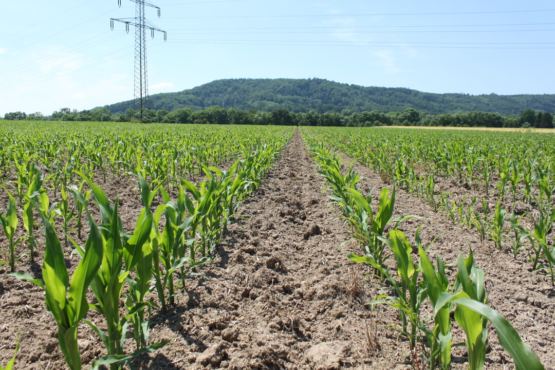 gleichmäßiger Maisbestand