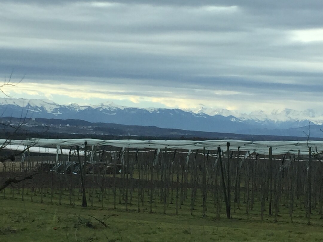 Landschaft am Bodensee