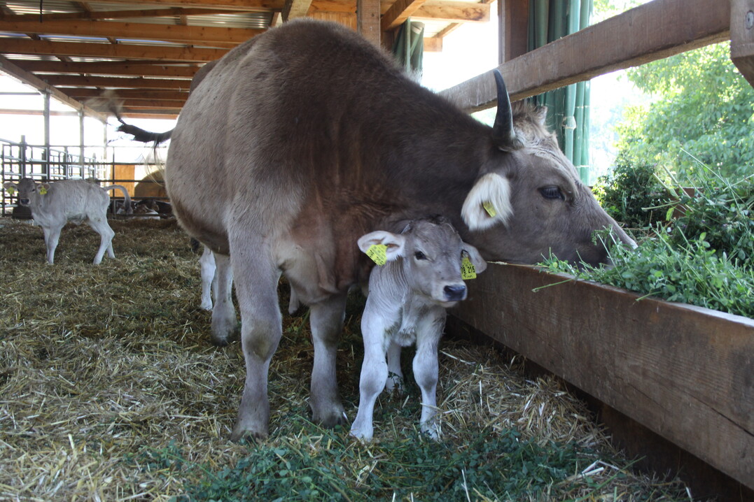 Kühe und Kälber entwickeln
eine enge Beziehung. Ab dem
zweiten Lebenstag gibt es für
die Kälber zusätzlich zur Milch
Gras und Heu.