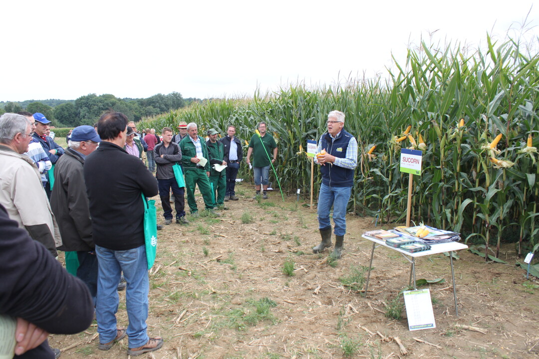 Maistag Oberriexingen 2017