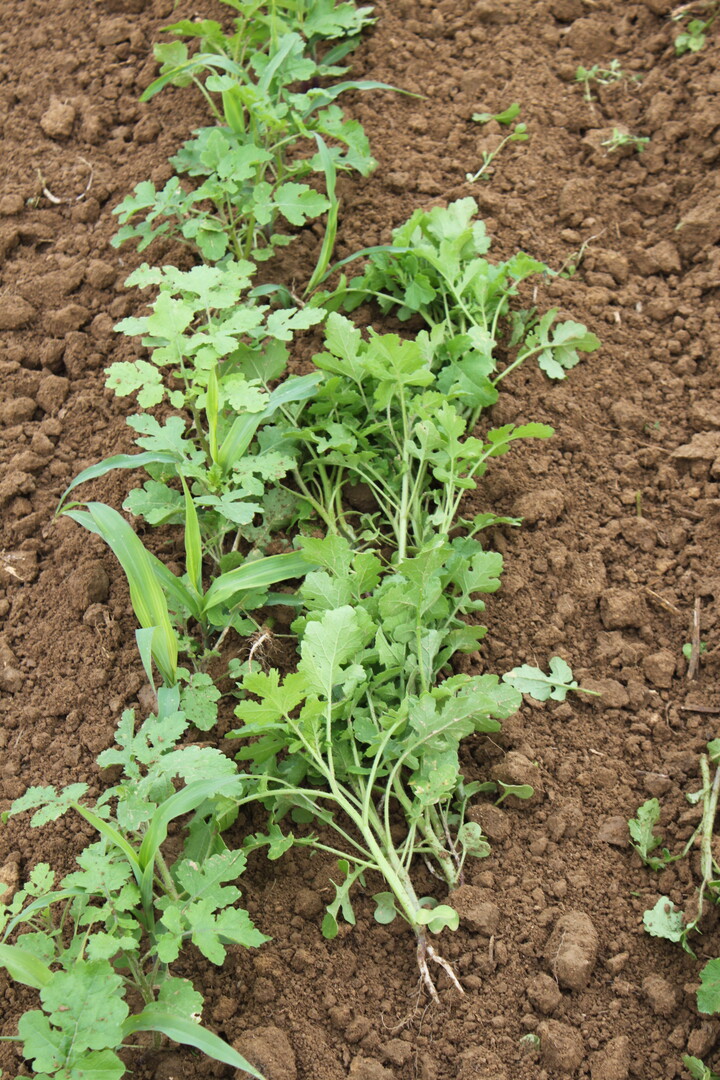 Maistag Oberriexingen 2017