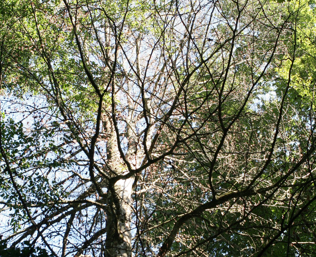 Nicht nur bei der Fichte und Kiefer, sondern auch bei der Esche und der Buche hat sich der mittlere Nadel- bzw. Blattverlust weiter verschlechtert.