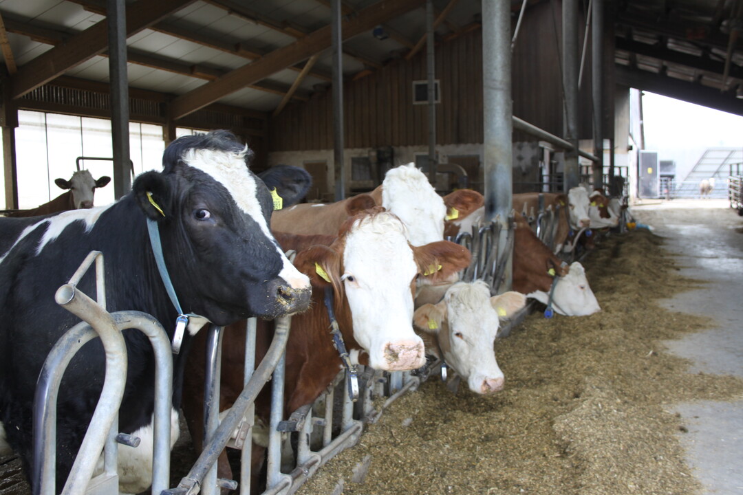 In dem vor acht Jahren neu gebauten zweireihigen Boxenlaufstall mit Schieberentmistung und Liegeboxen sind auf dem Betrieb von Schr�ppel die frisch abgekalbten und hochleistenden K�he untergebracht. Demn�chst m�chte der Landwirt im alten Stallgeb�ude neue Gummimatten verlegen und den Futtertisch neu beschichten. "Kuhkomfort ist wichtig und f�rdert die Leistungsf�higkeit der K�he", ist Gerd Schr�ppel �berzeugt. 