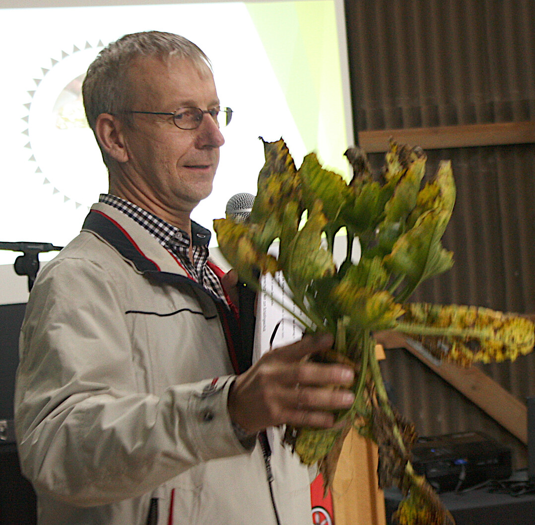 Albert Gramling zeigt die Folgen des Neonix-Beizverbots: eine vom Vergilbungsvirus befallene Zuckerr�be.