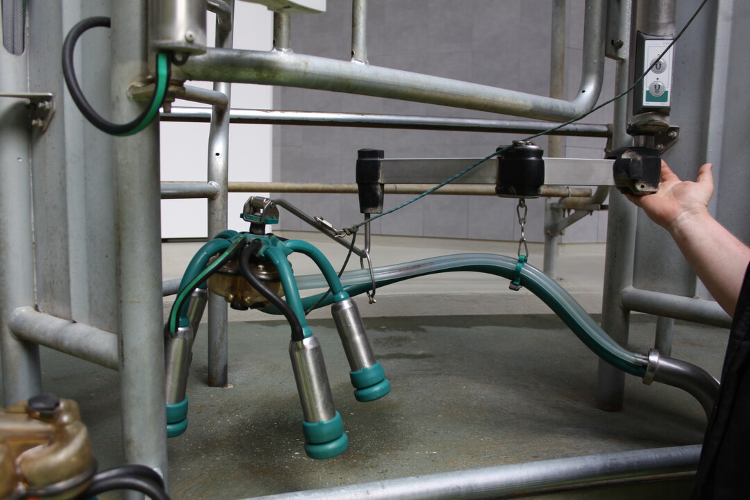 Ein mit einem Milchflusssensor gekoppeltes Steuerger�t bestimmt den Zeitpunkt der Vakuumabsperrung beziehungsweise der Melkzeugabnahme auf dem Betrieb von Hutters in H�tten. 