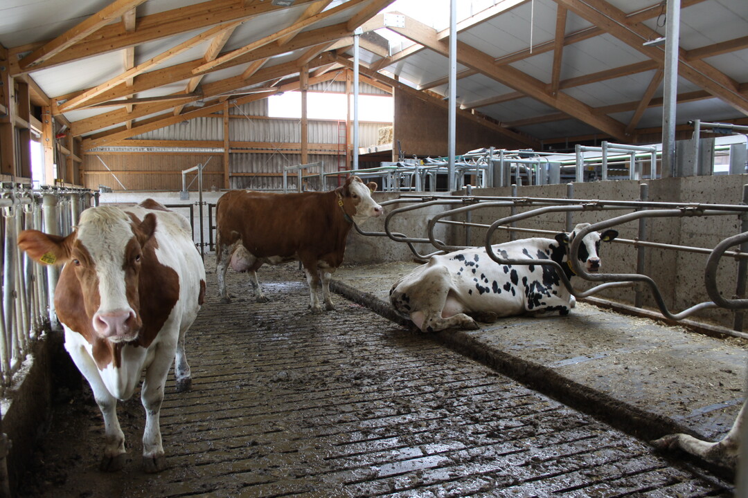 Breite Laufg�nge, ein helles und ausreichend durchl�ftetes Stallgeb�ude, in dem sich die K�he wohlf�hlen: Darauf legten Tobias Hutter und seine Familie Wert. Aus gutem Grund, wie der junge Betriebsleiter erl�utert: "Gesunde und langlebige K�he rechnen sich mehr als kr�nkelnde und deswegen leistungsschw�chere Tiere," 