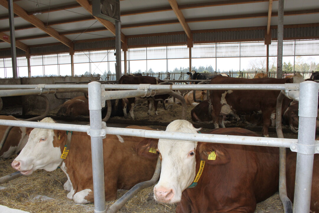 Stroh in den Tiefboxen, offene Fronten mit Curtains und Schieberentmistung: Tobias Hutter setzt auf dem Betrieb in H�tten gleichfalls auf m�glichst viel Kuhkomfort. Ein Garant f�r eine langlebige und leistungsstarke  Herde, wie die Familie auf der Ostalb �berzeugt ist.