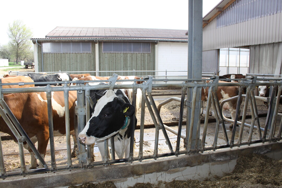 Auf beiden Betrieben k�nnen die K�he in einen Auslauf. Das f�rdert die Kuhgesundheit.