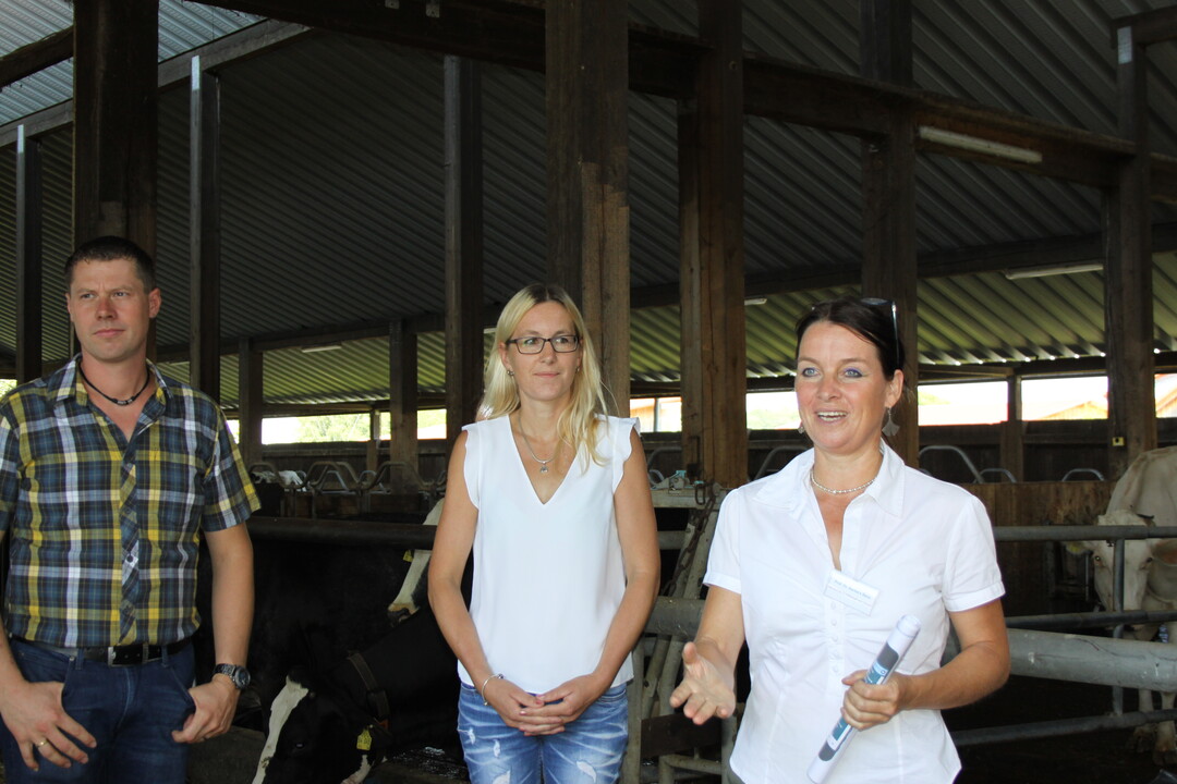 Wie lässt sich der Komfort in den zu eng gewordenen Liegeboxen verbessern? Hierzu machte Prof. Dr. Barbara Benz von der Hochschule für Wirtschaft und Umwelt Nürtingen-Geislingen (HfWU) dem Betriebsleiterpaar Vorschläge - unter anderem wurden die Bugschwellen heraus genommen, geschwungene Nackenrohre eingebaut und die Nackensteuer neu eingestellt.