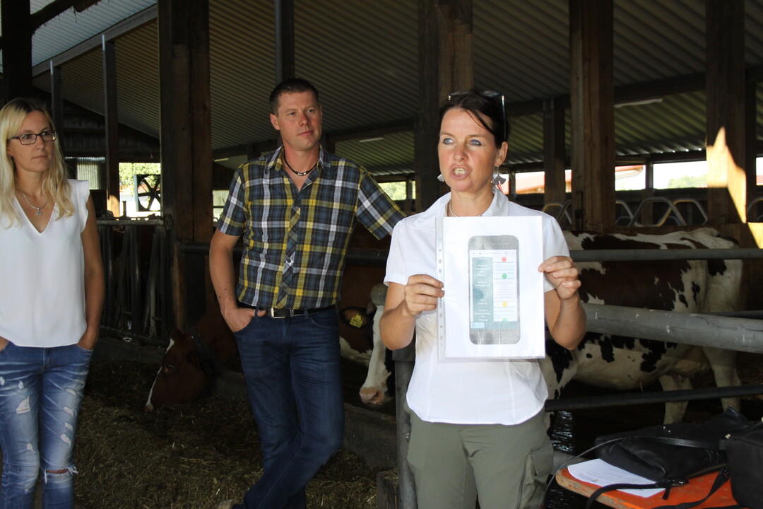 Die "Q-Wohl-BW"-App liefert nach der Analyse der Haltungsbedingungen und des Managements sowie der Auswertung der tierbasierten Indikatoren für die betriebliche Eigenkontrolle einen Ergebnisbericht in Form eines Ampelsystems. Steht die Ampel beispielsweise bei den tierbasierten Indikatoren in einem Bereich auf rot, sollte sofort gehandelt werden. Überwiegt die Farbe gelb, kann man sich für die notwendige Veränderung bis zu drei Monate Zeit lassen. Bei grün ist erwartungsgemäß alles in Ordnung.