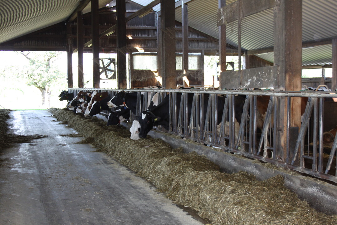 In dem zuletzt 2012 umgebauten Boxenlaufstall von Marlies und Robert Müller stehen derzeit 80 Holsteinkühe und 90 Jungrinder. Die Kühe werden mit einem Melkroboter gemolken.
