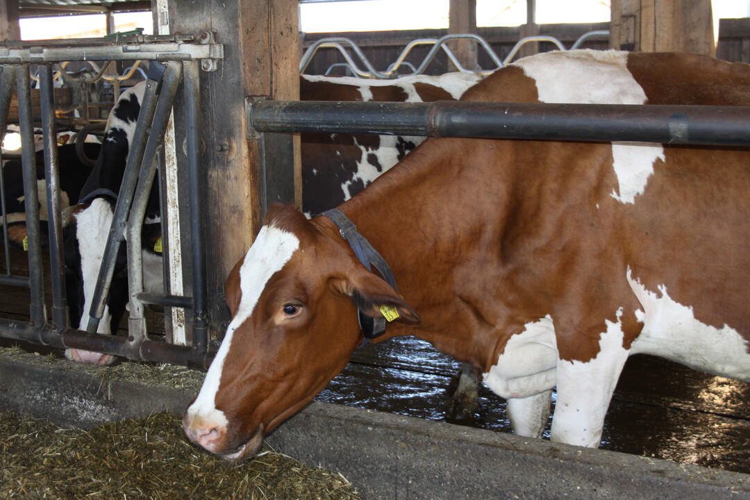 Die leistungsstarken Kühe, die im Jahresschnitt 10.000 Kilo geben, werden mit einer aufgewerteten Ganzjahressilage-Ration gefüttert. Ziel der beiden Betriebsleiter ist eine möglichst hohe Grundfutteraufnahme.