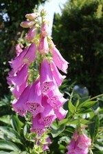 Blühender Fingerhut