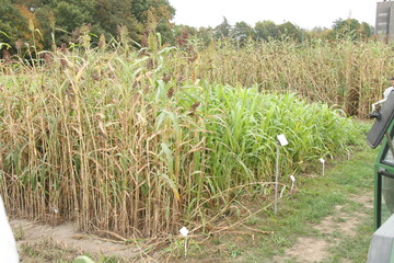 Nachwachsende Rohstoffe