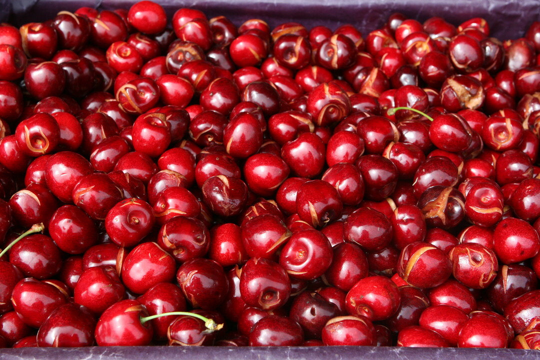 Zwar wird die gute Vorjahresmenge nicht �bertroffen, dennoch gehen Kirschenanbauer von einer guten Ernte in diesem Jahr aus. 