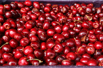 Zwar wird die gute Vorjahresmenge nicht �bertroffen, dennoch gehen Kirschenanbauer von einer guten Ernte in diesem Jahr aus. 