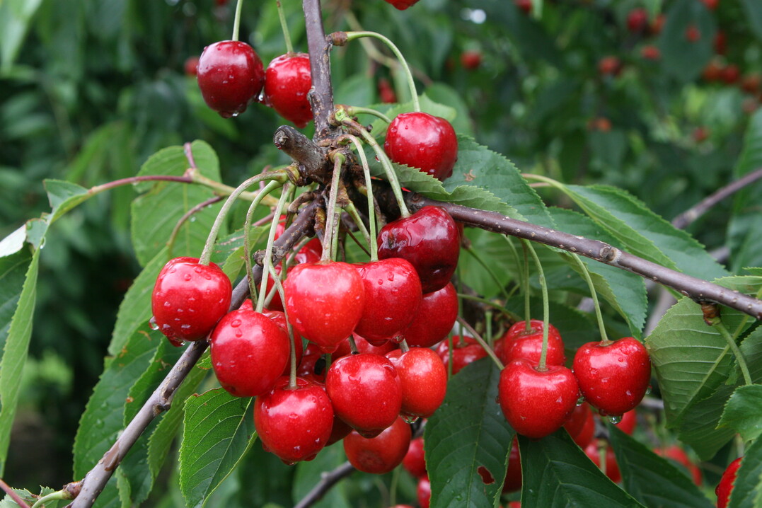 Nicht �berall h�ngen die B�ume voller Kirschen. In manchen Anlagen haben Frostn�chte Ende April die Bl�ten gesch�digt. 