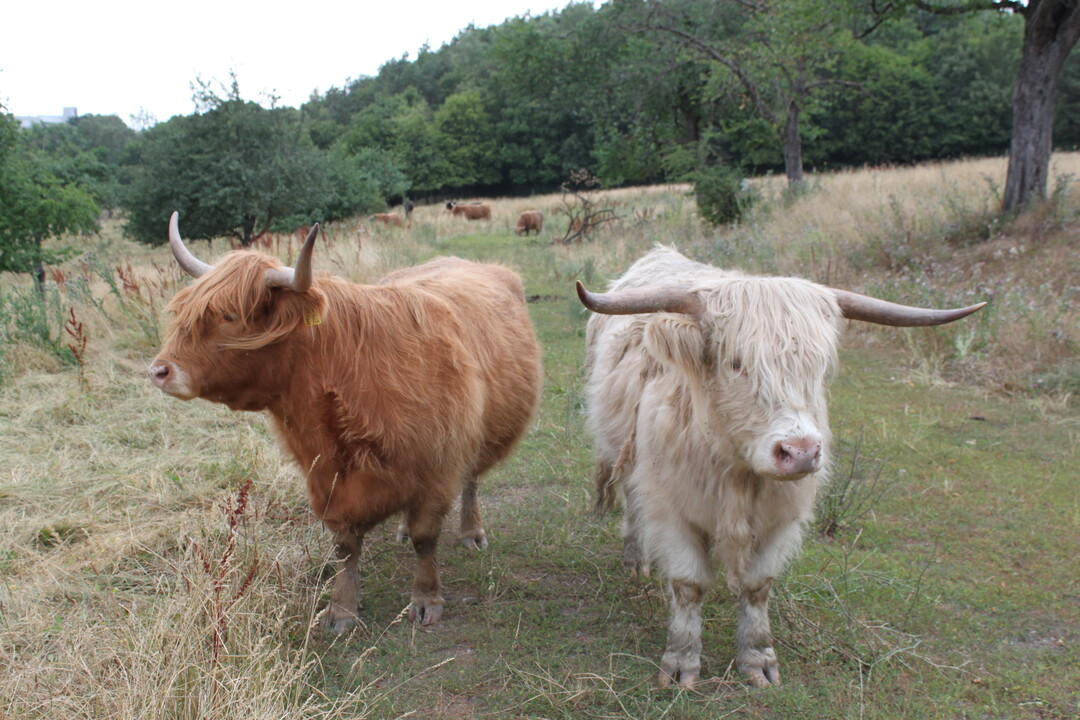Schottische Hochlandrinder pflegen die Landschaft rund um den Hof Sperling