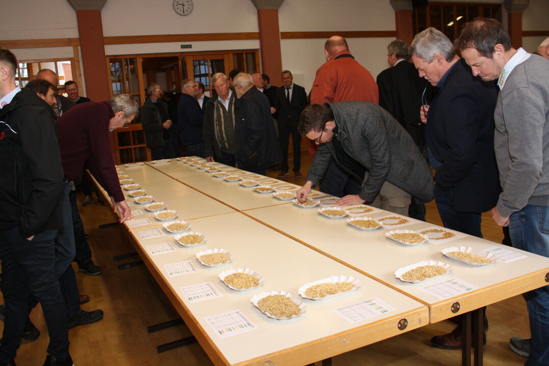 Die Tagungsteilnehmer begutachten sachkundig die in der Laudenbacher Zehntscheune ausgestellten Proben des Landesbraugerstenwettbewerbs 2023.