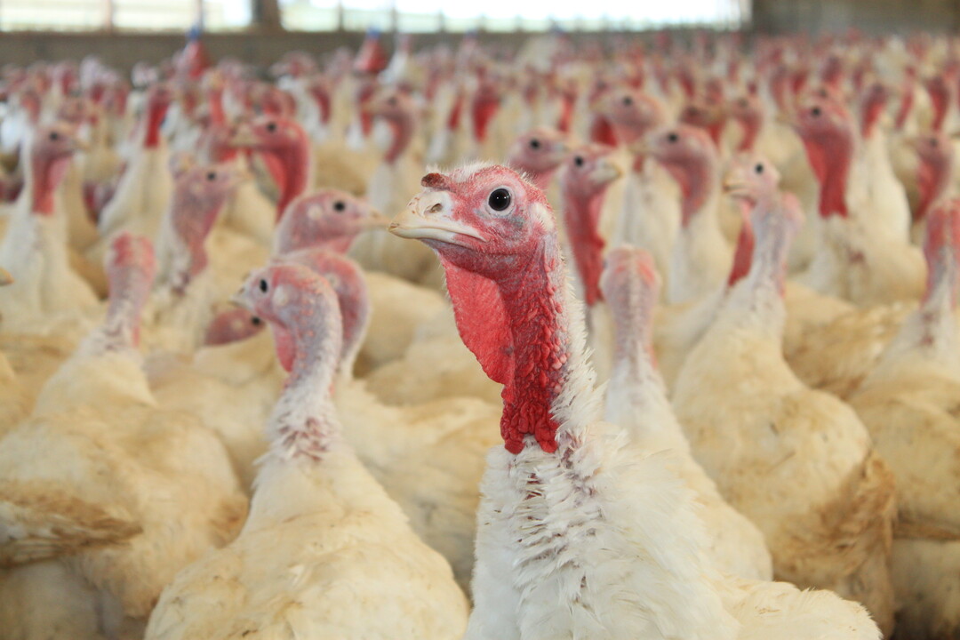 Vermeintliche Tierschützer verursachen Panik in gut geführtem Stall – Fünf Tiere verenden.