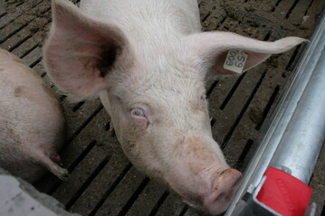  Laut der j�ngsten ISN-Umfrage will �ber die H�lfte der Sauenhalter in den n�chsten zehn Jahren aufgeben. Insbesondere kleinere Betriebe planen bereits sehr kurzfristig den Ausstieg.