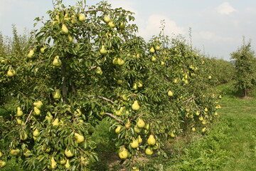 Drei blattsaugende Insekten können Birnbäumen das Leben schwer machen.