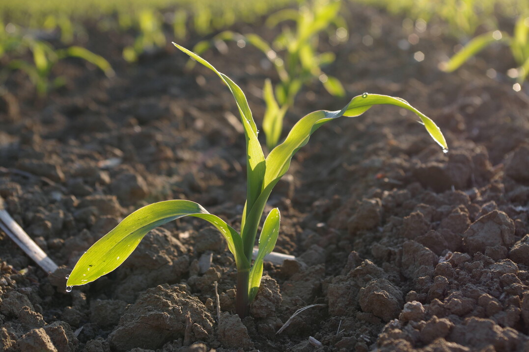Die Stickstoffmenge im Boden ist insbesondere relevant f�r die D�ngevorbereitung der folgenden Kultur.