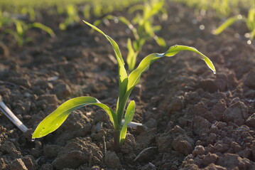 Die Stickstoffmenge im Boden ist insbesondere relevant f�r die D�ngevorbereitung der folgenden Kultur.