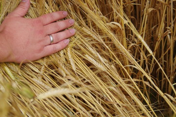 Gerste in der Sortenpr�fung