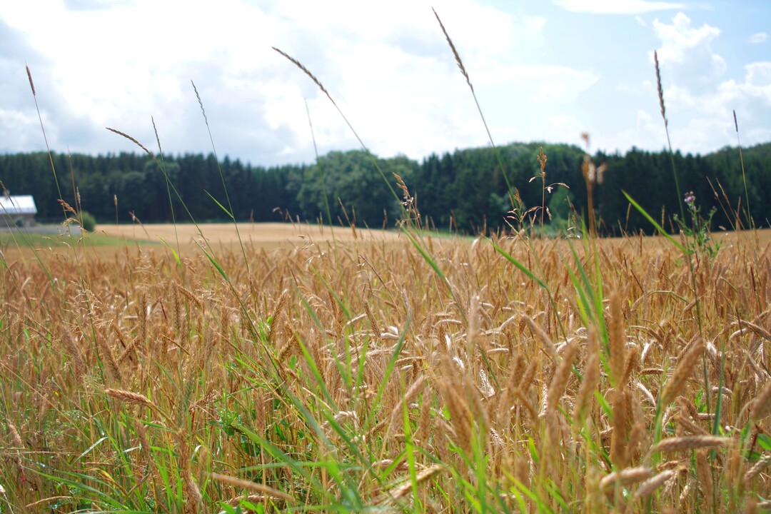 Weizen mit Ungr�sern.