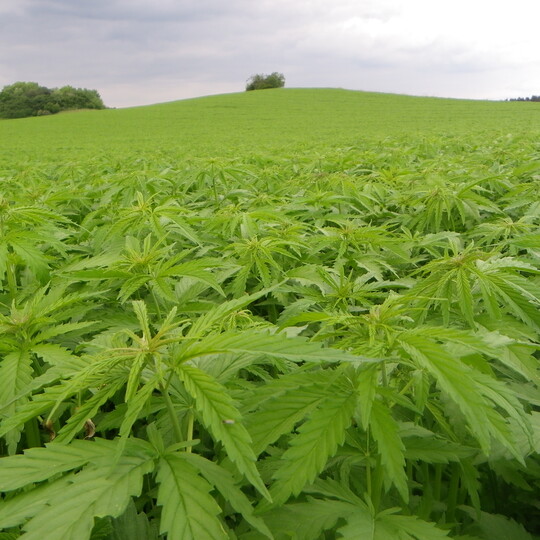 Hanf zeichnet sich durch eine 
rasche Jugendentwicklung aus. 
Unkraut l�sst er kaum eine Chance.  